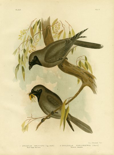 Averla dalla faccia nera, 1891 da Gracius Broinowski